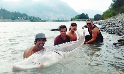 Young Anglers Catch Giant Sturgeon In Fraser Canyon