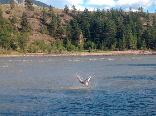 Hooked Sturgeon Leaping Fraser River British Columbia