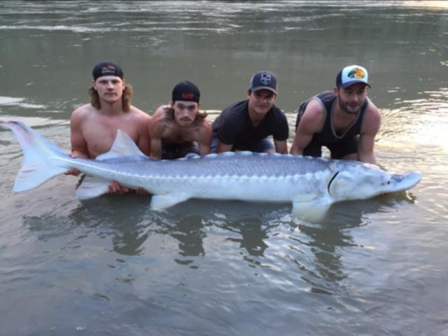 Sturgeon Fishing Trip To BC